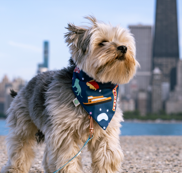 Chicago Bandana