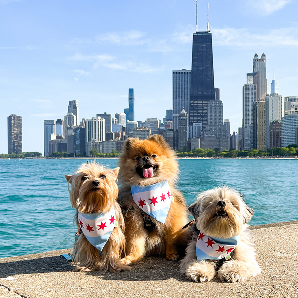 Chicago Bandana