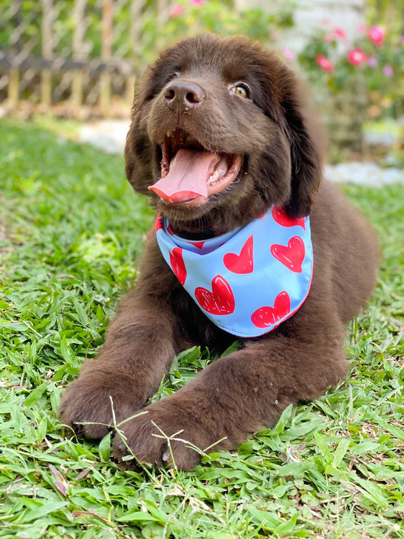 Hearts Bandana