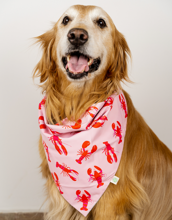 Lobsters Bandana