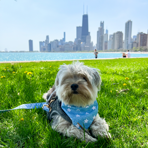 Dogmodel Bandana