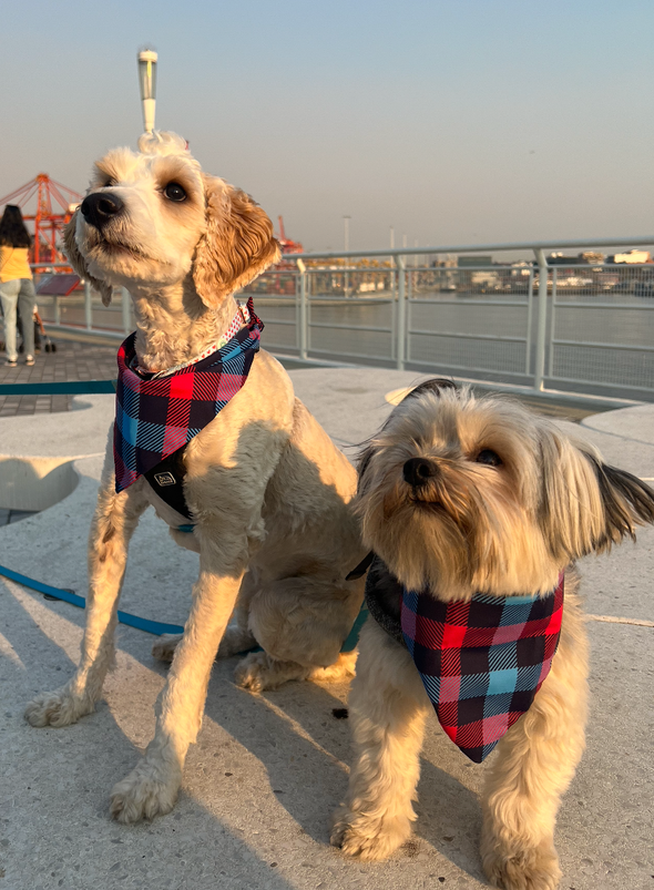 Plaid Bandana