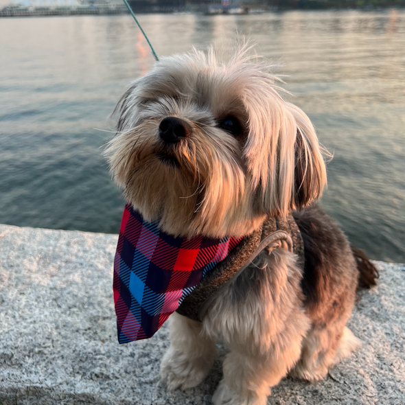 Plaid Bandana