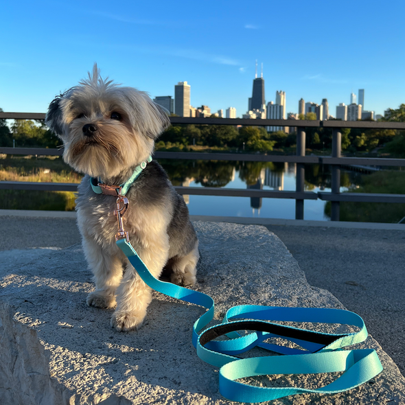 Let's go to the park Leash