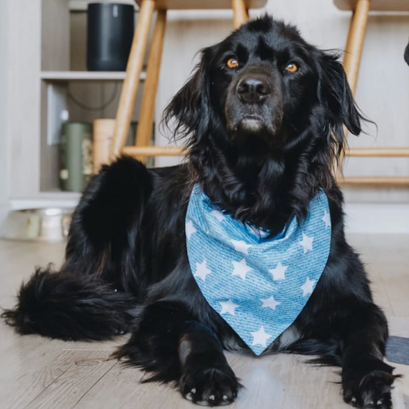 Dogmodel Bandana