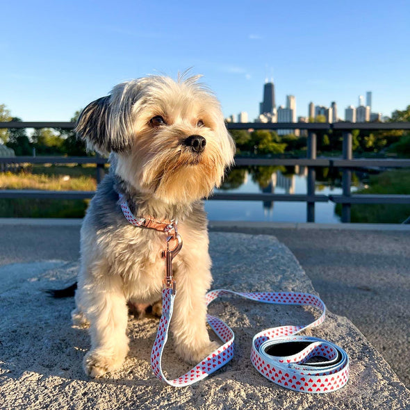 Hearts Collar