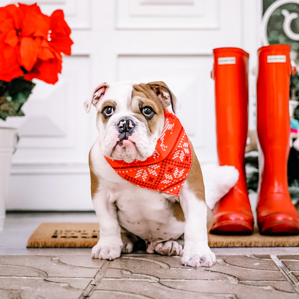 Christmas Bandana